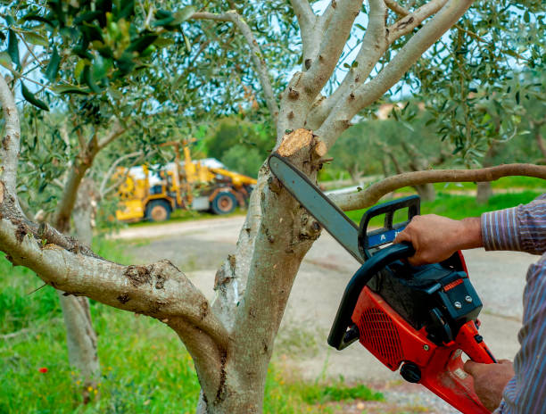 The Steps Involved in Our Tree Care Process in Sugar City, ID